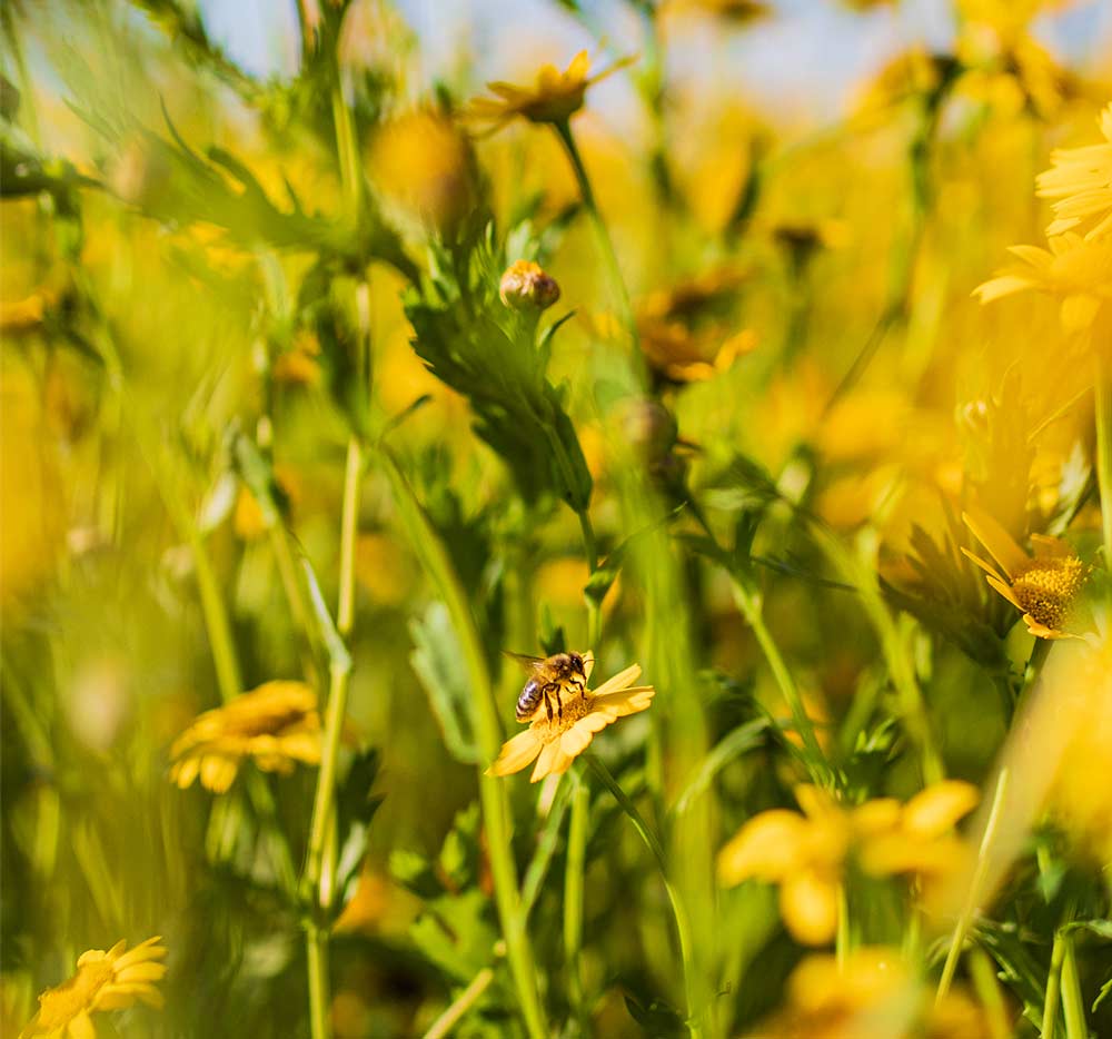 bees